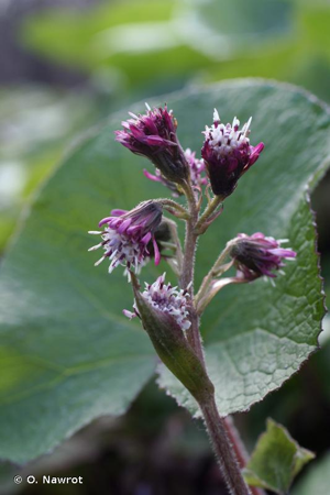 Pétasite odorant, Héliotrope d'hiver © O. Nawrot