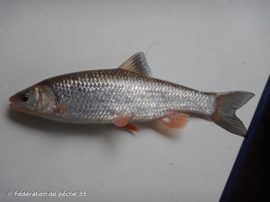  © Fédération de pêche 33