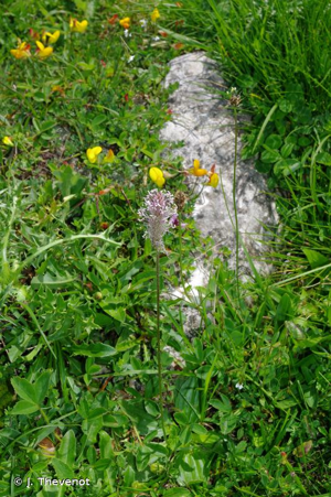 Plantain moyen © J. Thevenot