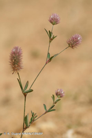 Trèfle Pied-de-lièvre © R. Dupré MNHN/CBNBP
