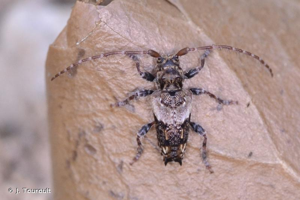 Capricorne à étuis dentelés © J. Touroult