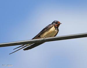 Hirondelle rustique, Hirondelle de cheminée © F. Jiguet