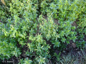 Mercuriale annuelle, Vignette © 