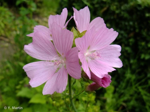 Mauve musquée © 