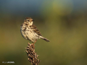 Pipit farlouse © J. LAIGNEL