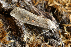 Noctuelle exiguë (La) © D. Morel