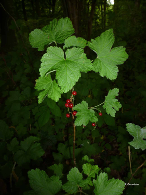 Groseillier rouge, Groseillier à grappes © P. Gourdain
