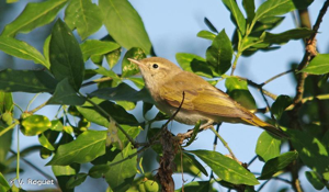 Pouillot de Bonelli © V. Roguet