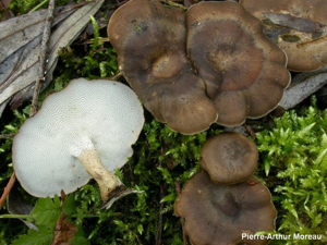 Polypore d'hiver © PA. Moreau