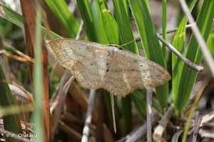 Acidalie des pâturages (L') © P. Chatard