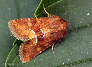Noctuelle de la Canche (La) © D. Morel