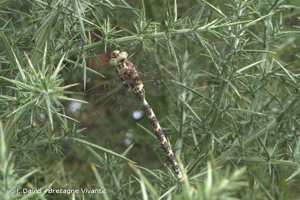 Aeschne paisible (L') © J. David - Bretagne Vivante