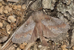 Bombyx du Pin (Le) © J. Touroult