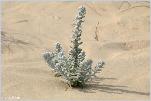 Diotis cotonneuse, Diotis maritime, Diotis laineux, Othanthe maritime, Diotis blanc, Santoline-cyprès © 