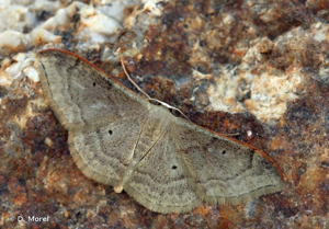 Acidalie dégénérée (L') © D. Morel