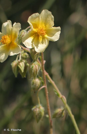 Hélianthème soufré © S. Filoche