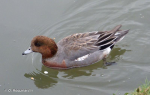 Canard siffleur © O. Roquinarc'h