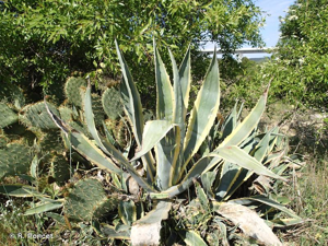 Agave d'Amérique © R. Poncet