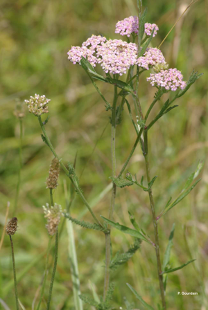 Achillée millefeuille, Herbe au charpentier, Sourcils-de-Vénus © P. Gourdain