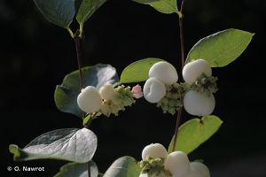 Symphorine à fruits blancs, Symphorine à grappes © O. Nawrot