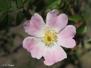 Rosier de Pouzin, Églantier de Pouzin © H. Tinguy