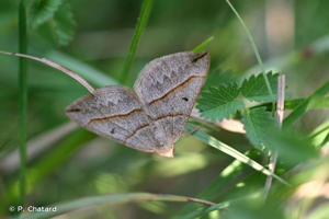 Ortholite acuminée (L') © P. Chatard