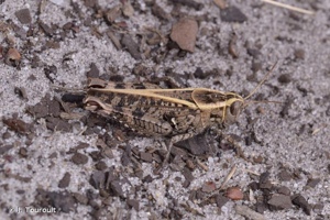 Caloptène ochracé © J. Touroult