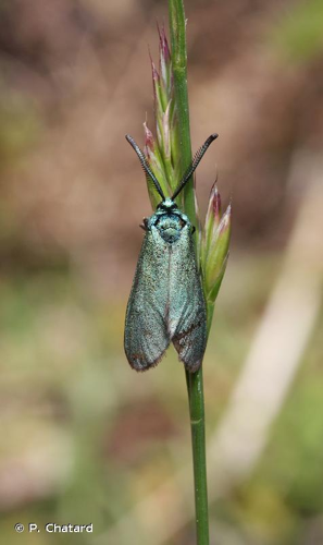 Procris de l'Hélianthème (Le), Turquoise des Hélianthèmes (La) © P. Chatard