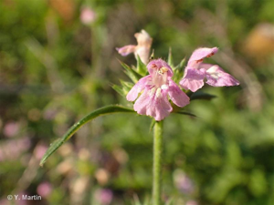 Galéopsis ladanum, Chanvre sauvage © 