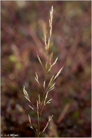 Agrostide capillaire © 