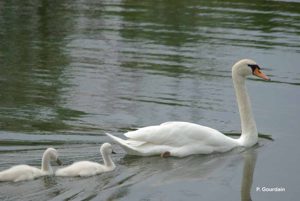 Cygne tuberculé © P. Gourdain