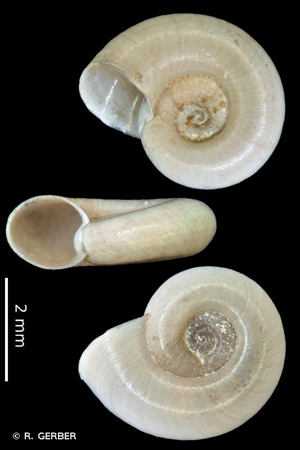 Planorbine lisse © R. GERBER