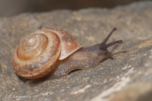 Hélice des ruisseaux © O. Gargominy