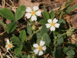 Potentille des montagnes, Potentille brillante © S. Filoche