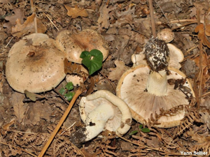 Tricholome acerbe © Y. Sellier