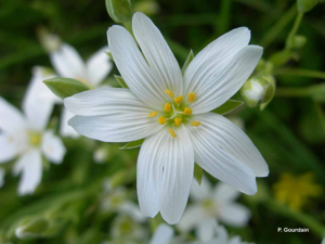 Stellaire holostée © P. Gourdain
