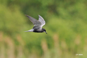 Guifette noire © J.P. Siblet