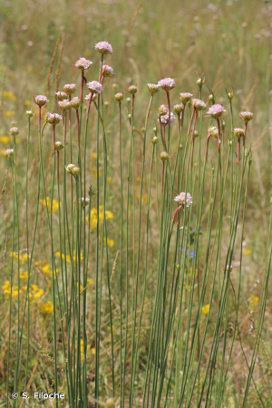 Armérie faux-plantain, Armérie des sables © S. Filoche