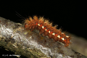 Noctuelle de la Patience (La) © J.-C. de Massary