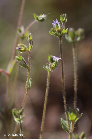 Campanule érinus, Campanule à petites fleurs © O. Nawrot