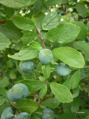 Prunier domestique, Prunier © P. Gourdain