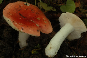 Russule de velours rouge © PA. Moreau