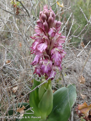Orchis géant, Orchis à longues bractées, Barlie © A.-H. Paradis & R. Poncet