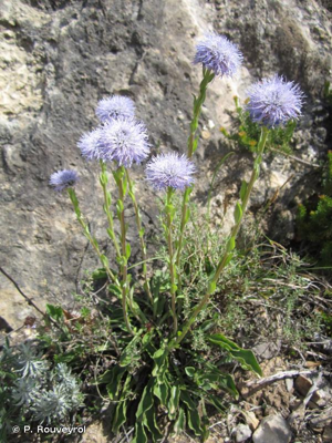Globulaire commune, Globulaire vulgaire, Globulaire ponctuée © P. Rouveyrol
