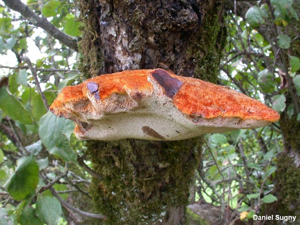 Polypore herissé © D. Sugny