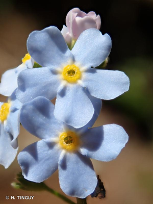 Myosotis à poils réfractés © H. TINGUY