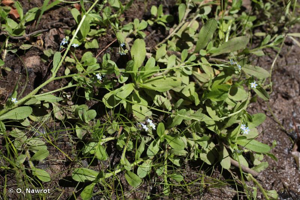 Myosotis rampant, Myosotis unilatéral © O. Nawrot