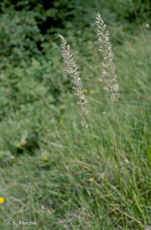 Koelérie pyramidale © S. Filoche