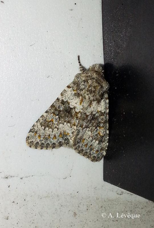 Noctuelle dysodée (La) © A. LEVEQUE