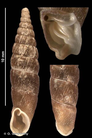 Clausilie douteuse © O. Gargominy